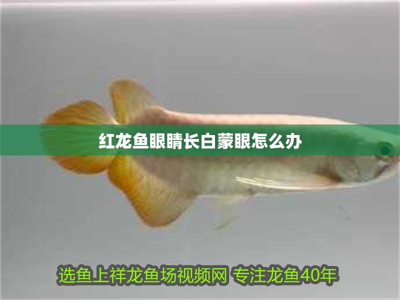 紅龍魚眼睛長白蒙眼怎么辦