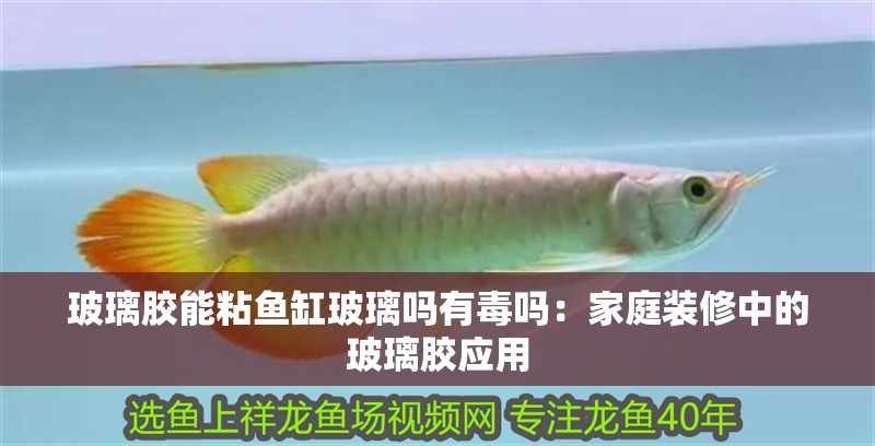 玻璃膠能粘魚缸玻璃嗎有毒嗎：家庭裝修中的玻璃膠應用