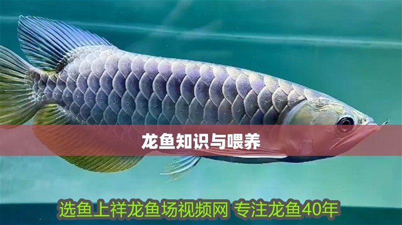 龍魚知識(shí)與喂養(yǎng)