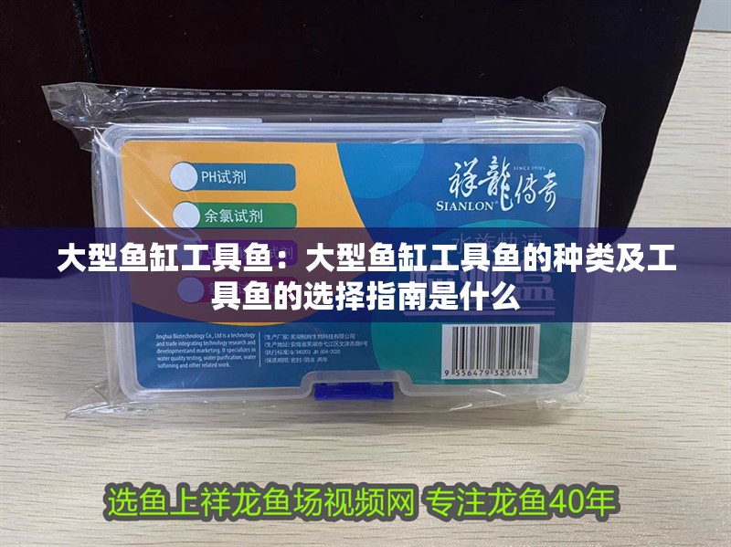 大型魚缸工具魚：大型魚缸工具魚的種類及工具魚的選擇指南是什么