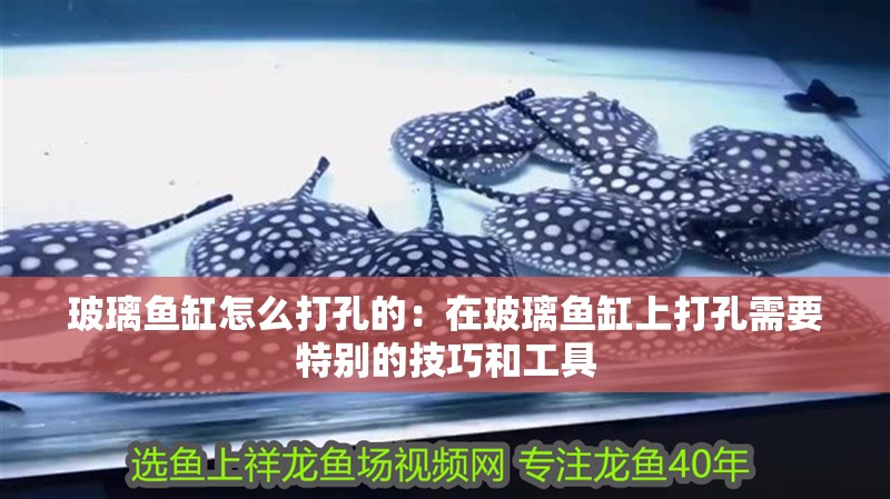 玻璃魚缸怎么打孔的：在玻璃魚缸上打孔需要特別的技巧和工具