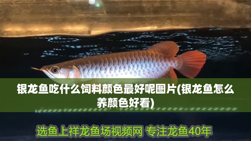 銀龍魚吃什么飼料顏色最好呢圖片(銀龍魚怎么養顏色好看)