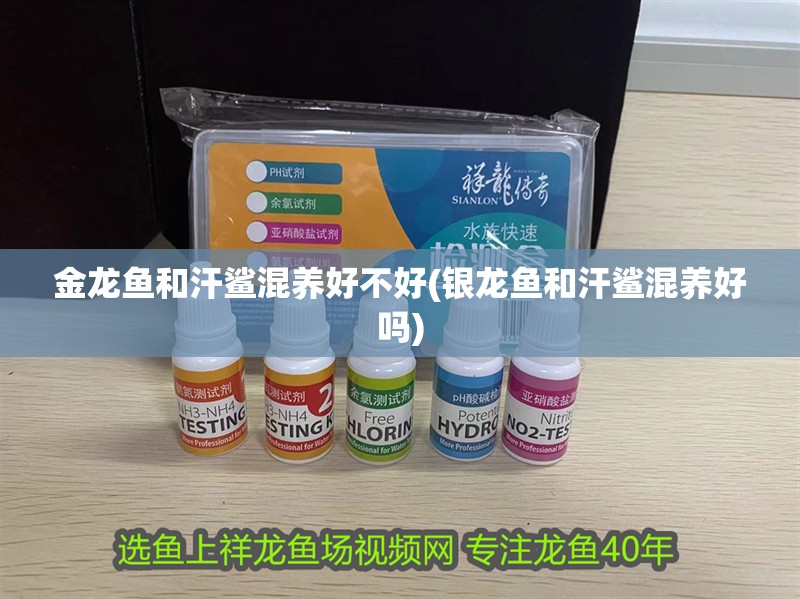 金龍魚和汗鯊混養好不好(銀龍魚和汗鯊混養好嗎)