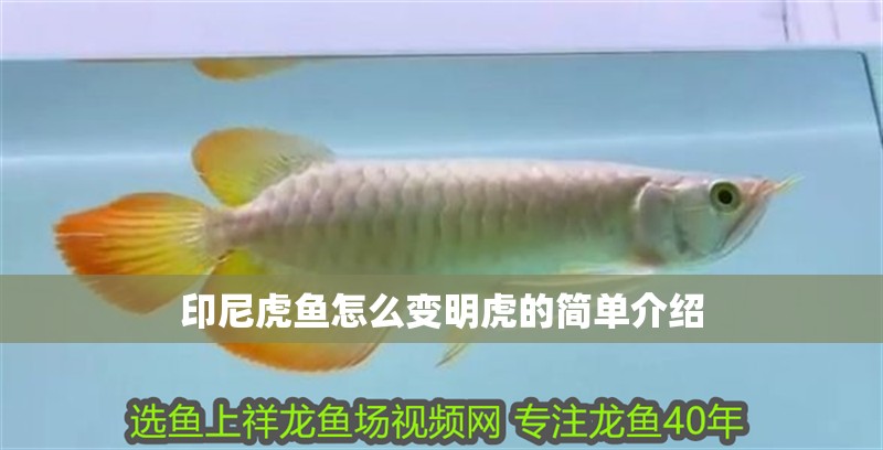 印尼虎魚怎么變明虎的簡單介紹
