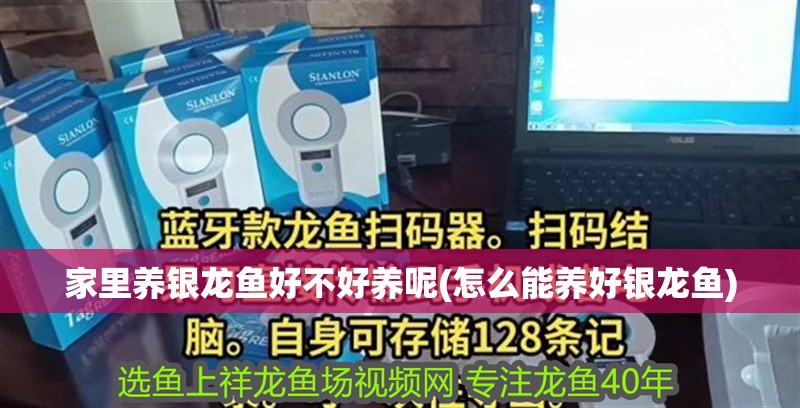 家里養銀龍魚好不好養呢(怎么能養好銀龍魚)