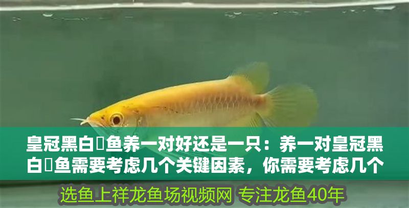 皇冠黑白魟魚養一對好還是一只：養一對皇冠黑白魟魚需要考慮幾個關鍵因素，你需要考慮幾個關鍵因素
