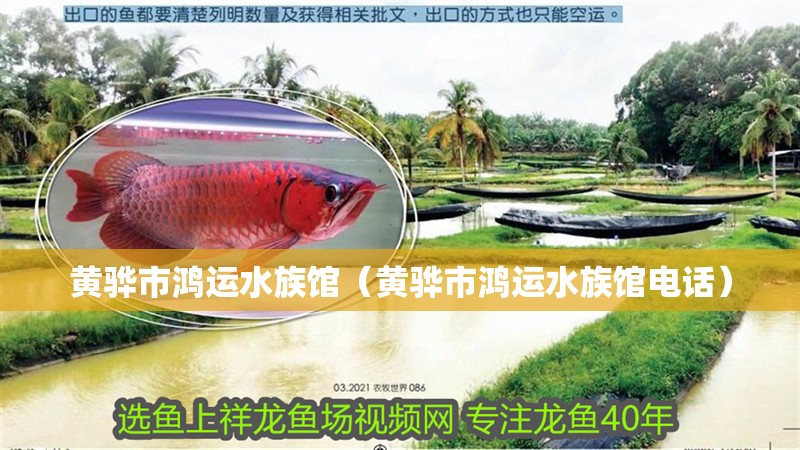 黃驊市鴻運(yùn)水族館（黃驊市鴻運(yùn)水族館電話(huà)）