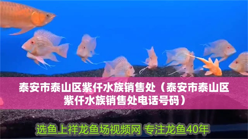 泰安市泰山區紫仟水族銷售處(泰安市泰山區紫仟水族銷售處電話號碼) 全國水族館企業名錄 第2張 泰安市泰山區紫仟水族銷售處(泰安市泰山區紫仟水族銷售處電話號碼) 泰安市泰山區紫仟水族銷售處(泰安市泰山區紫仟水族銷售處電話號碼) 全國水族館企業名錄 第2張
