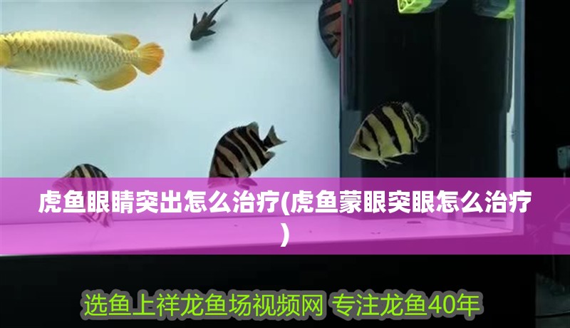 虎魚眼睛突出怎么治療(虎魚蒙眼突眼怎么治療)