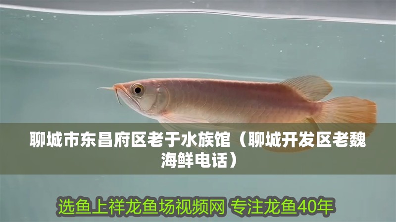 聊城市東昌府區老于水族館（聊城開發區老魏海鮮電話）