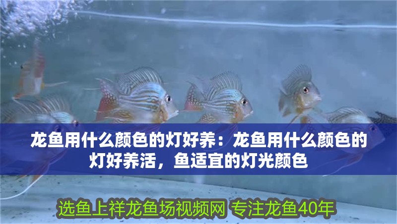 龍魚用什么顏色的燈好養(yǎng)：龍魚用什么顏色的燈好養(yǎng)活，魚適宜的燈光顏色