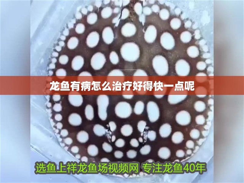 龍魚有病怎么治療好得快一點呢
