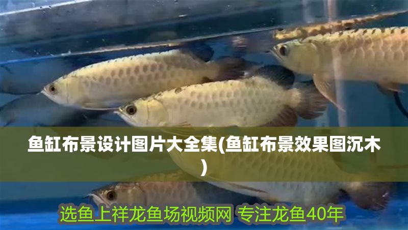 魚缸布景設計圖片大全集(魚缸布景效果圖沉木)
