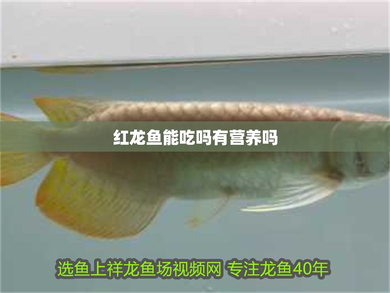 紅龍魚能吃嗎有營養嗎