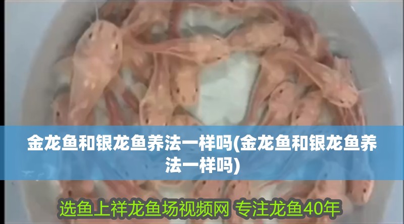 金龍魚和銀龍魚養法一樣嗎(金龍魚和銀龍魚養法一樣嗎)