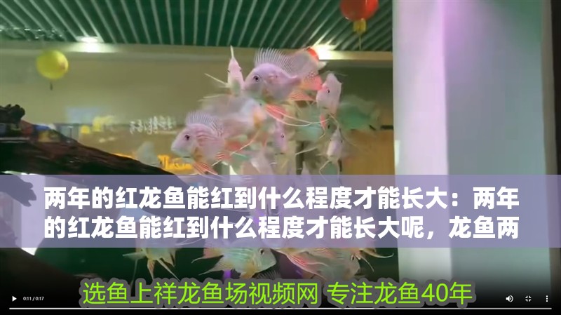 兩年的紅龍魚能紅到什么程度才能長大：兩年的紅龍魚能紅到什么程度才能長大呢，龍魚兩年成長觀察，顏色深度與