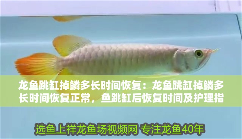 龍魚跳缸掉鱗多長時間恢復：龍魚跳缸掉鱗多長時間恢復正常，魚跳缸后恢復時間及護理指南