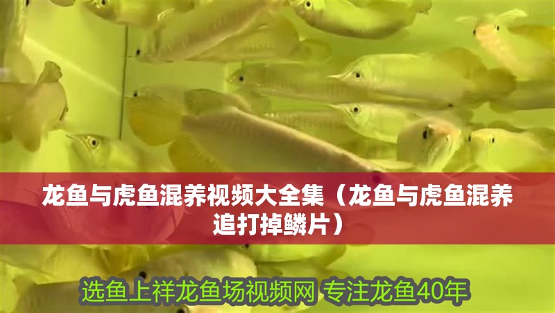 龍魚與虎魚混養視頻大全集（龍魚與虎魚混養追打掉鱗片）
