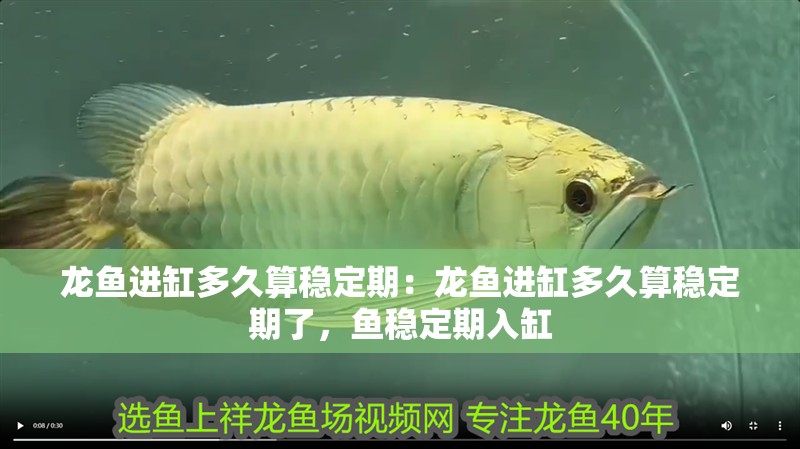龍魚進(jìn)缸多久算穩(wěn)定期：龍魚進(jìn)缸多久算穩(wěn)定期了，魚穩(wěn)定期入缸