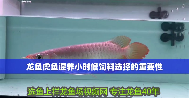 龍魚虎魚混養小時候飼料選擇的重要性