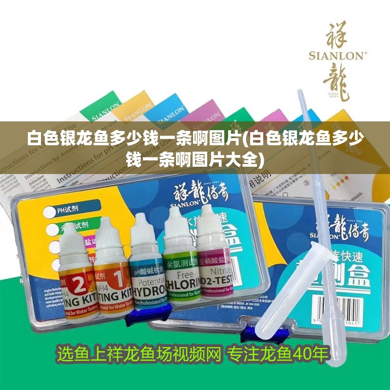 白色銀龍魚多少錢一條啊圖片(白色銀龍魚多少錢一條啊圖片大全)