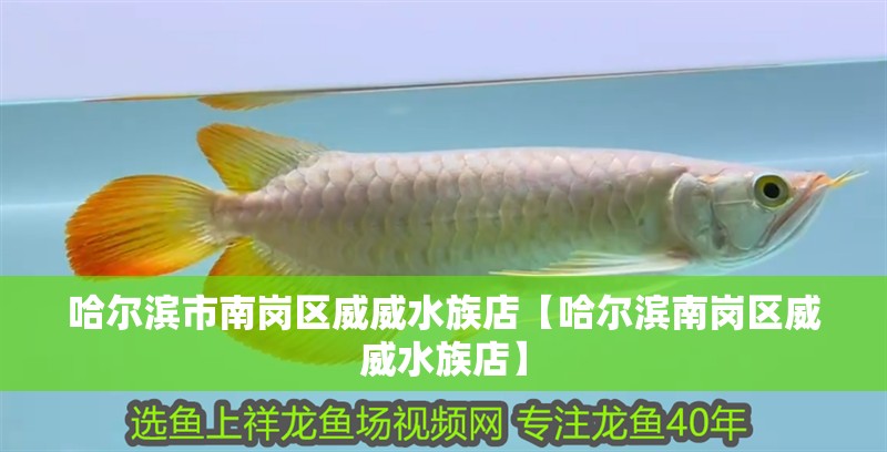 哈爾濱市南崗區威威水族店【哈爾濱南崗區威威水族店】