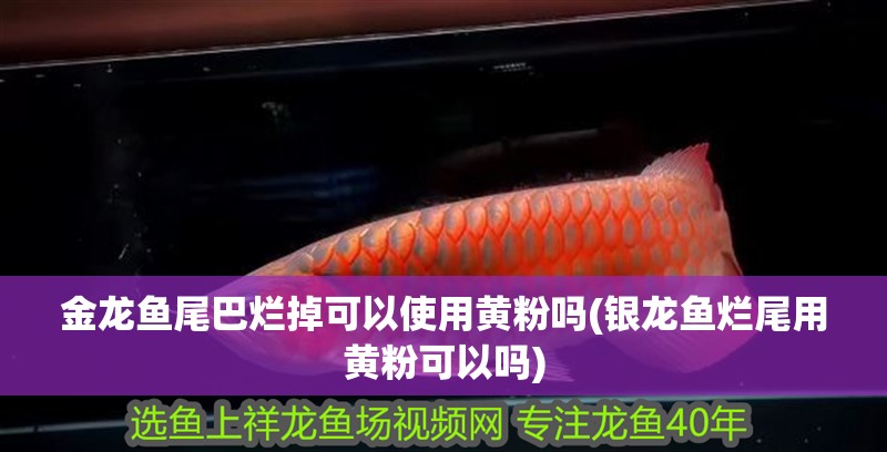 龍魚怕什么 金龍魚尾巴爛掉可以使用黃粉嗎(銀龍魚爛尾用黃粉可以嗎) 銀龍魚百科 金龍魚尾巴爛掉可以使用黃粉嗎(銀龍魚爛尾用黃粉可以嗎) 金龍魚尾巴爛掉可以使用黃粉嗎(銀龍魚爛尾用黃粉可以嗎) 銀龍魚百科