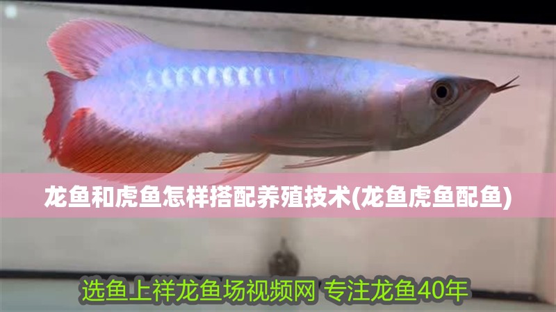 龍魚和虎魚怎樣搭配養殖技術(龍魚虎魚配魚)