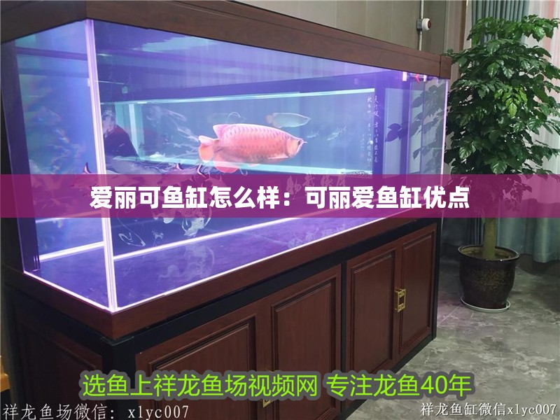 愛麗可魚缸怎么樣：可麗愛魚缸優(yōu)點