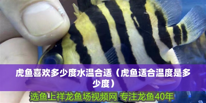 虎魚喜歡多少度水溫合適（虎魚適合溫度是多少度）