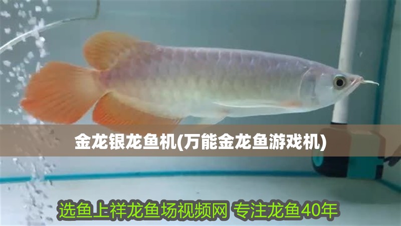 金龍銀龍魚機(萬能金龍魚游戲機)