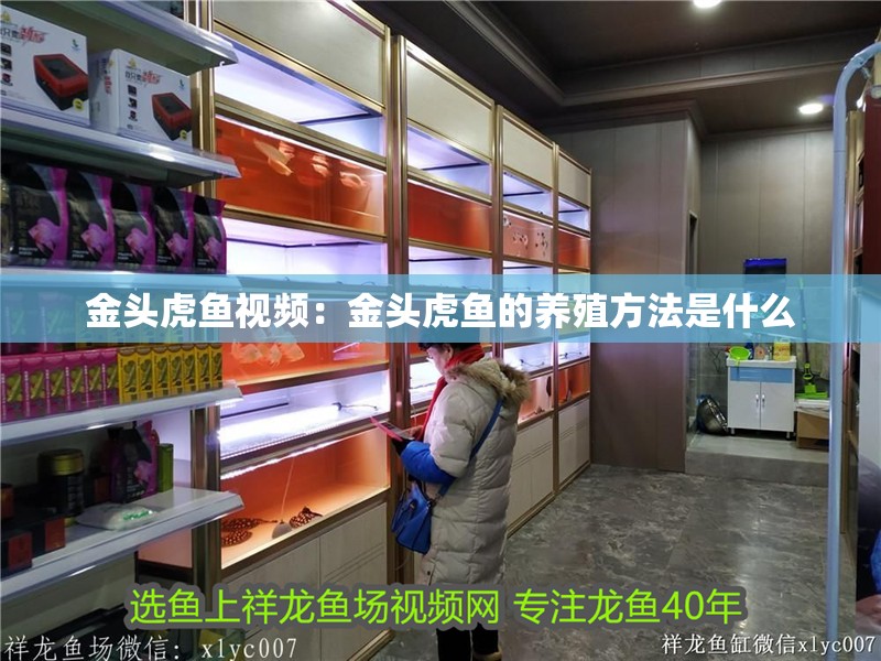 金頭虎魚視頻：金頭虎魚的養殖方法是什么 金頭虎魚視頻：金頭虎魚的養殖方法是什么 虎魚百科