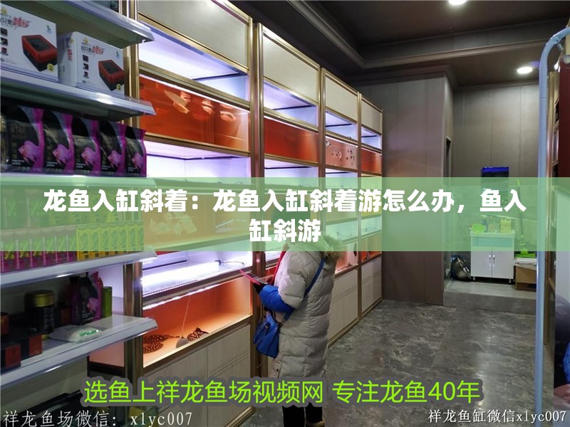 龍魚入缸斜著：龍魚入缸斜著游怎么辦，魚入缸斜游