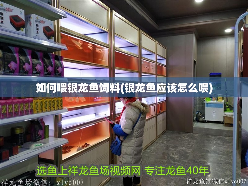 如何喂銀龍魚(yú)飼料(銀龍魚(yú)應(yīng)該怎么喂)