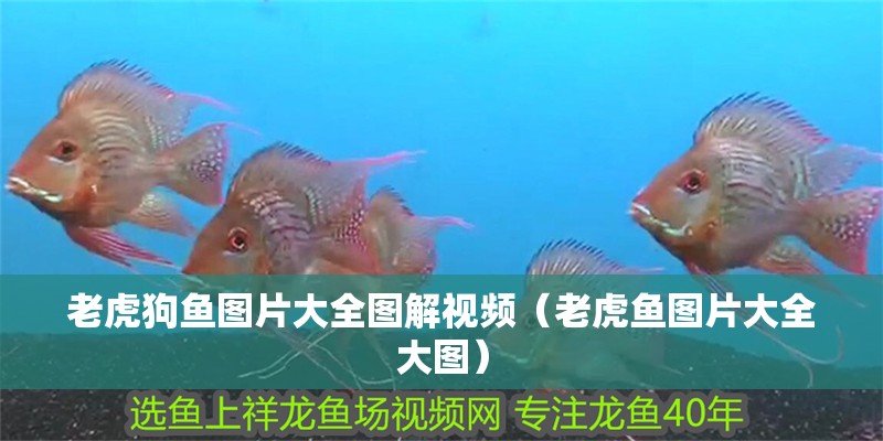 老虎狗魚圖片大全圖解視頻（老虎魚圖片大全大圖）