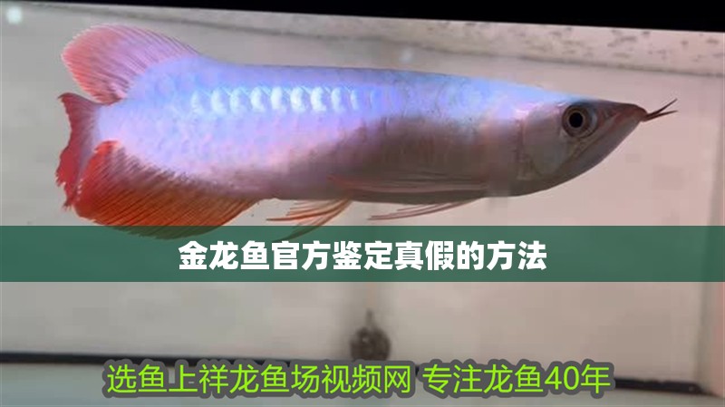 金龍魚官方鑒定真假的方法