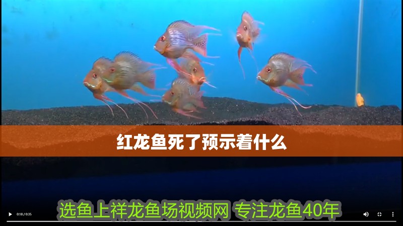 紅龍魚死了預示著什么