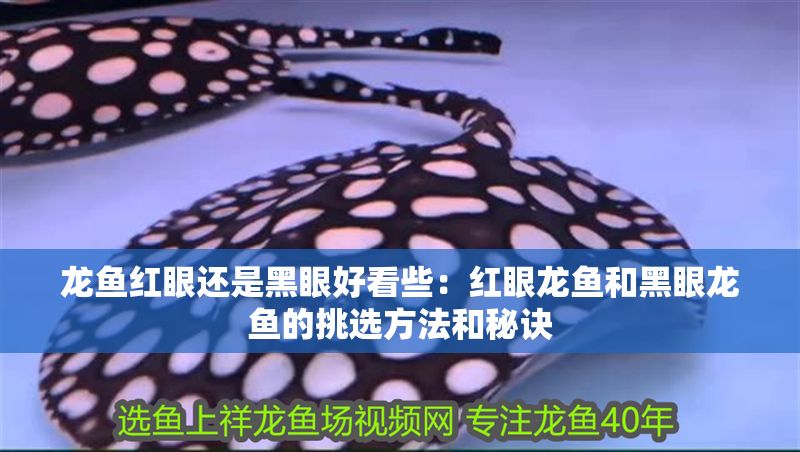 龍魚紅眼還是黑眼好看些:紅眼龍魚和黑眼龍魚的挑選方法和秘訣 紅龍魚百科 第1張 龍魚紅眼還是黑眼好看些:紅眼龍魚和黑眼龍魚的挑選方法和秘訣 龍魚紅眼還是黑眼好看些:紅眼龍魚和黑眼龍魚的挑選方法和秘訣 紅龍魚百科 第1張