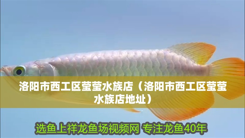 洛陽(yáng)市西工區(qū)瑩瑩水族店（洛陽(yáng)市西工區(qū)瑩瑩水族店地址）