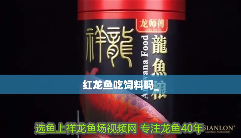 紅龍魚吃飼料嗎_