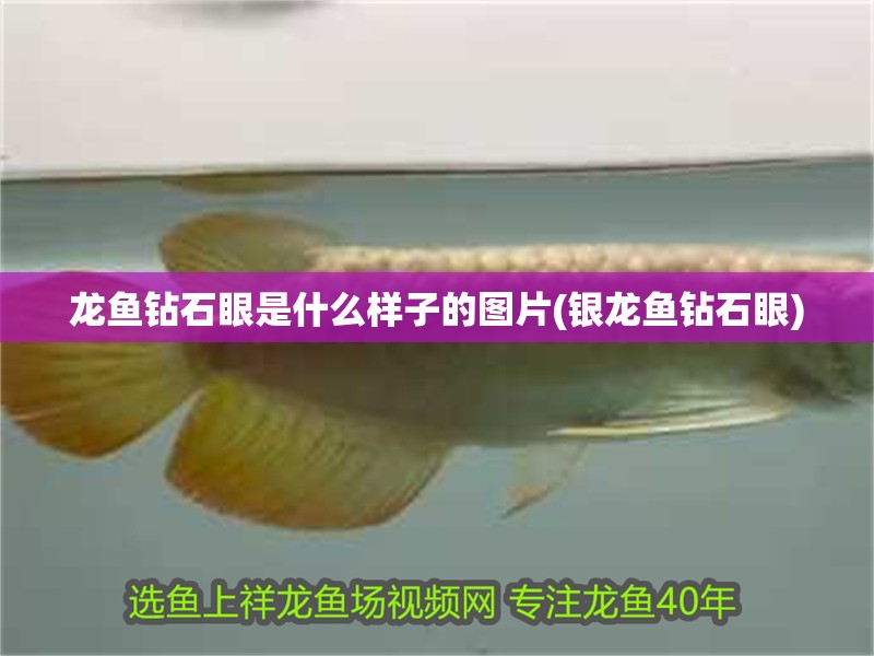 龍魚鉆石眼是什么樣子的圖片(銀龍魚鉆石眼)