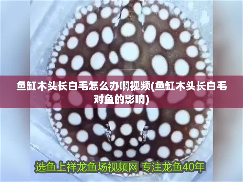 魚缸木頭長白毛怎么辦啊視頻(魚缸木頭長白毛對魚的影響)