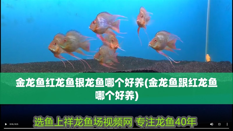 金龍魚(yú)紅龍魚(yú)銀龍魚(yú)哪個(gè)好養(yǎng)(金龍魚(yú)跟紅龍魚(yú)哪個(gè)好養(yǎng))