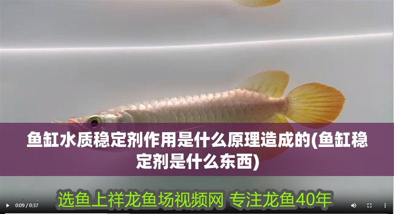 魚缸水質(zhì)穩(wěn)定劑作用是什么原理造成的(魚缸穩(wěn)定劑是什么東西)