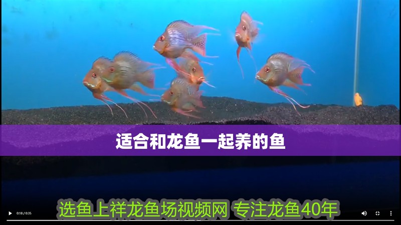適合和龍魚一起養的魚