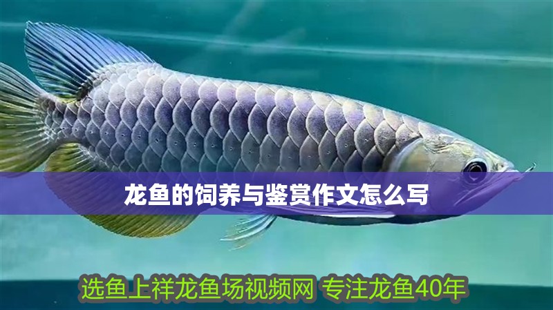 龍魚的飼養與鑒賞作文怎么寫