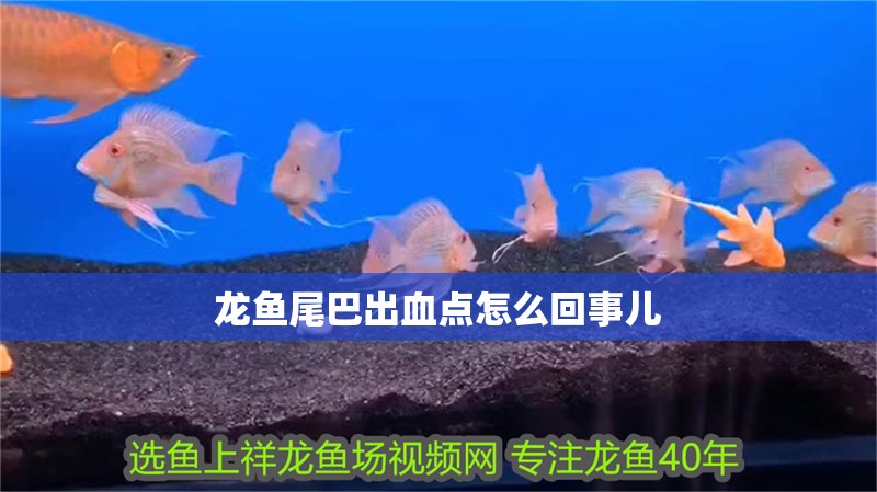 龍魚尾巴出血點怎么回事兒