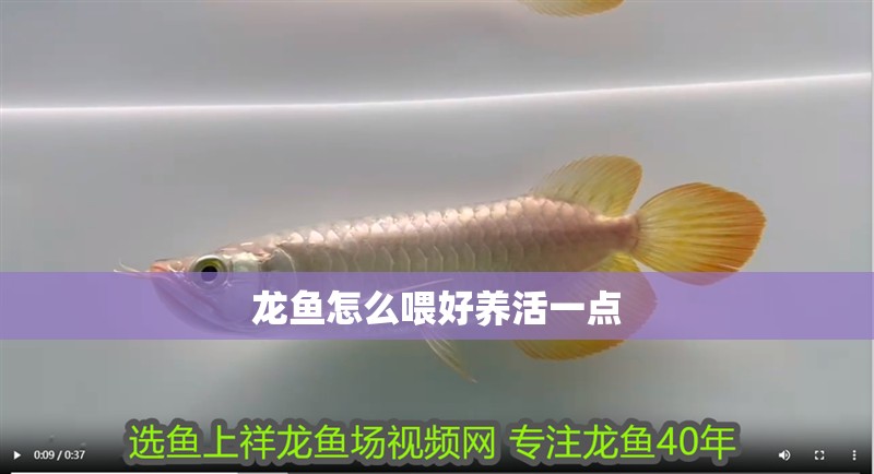 龍魚怎么喂好養(yǎng)活一點(diǎn)