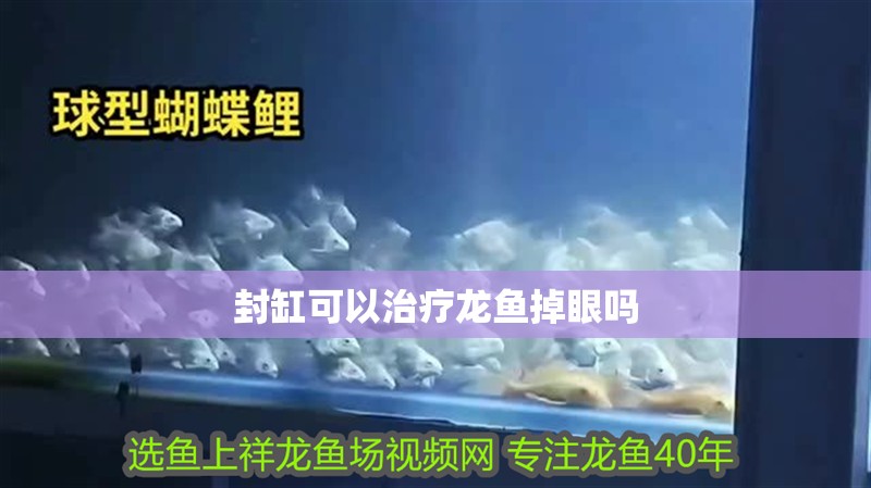 封缸可以治療龍魚掉眼嗎