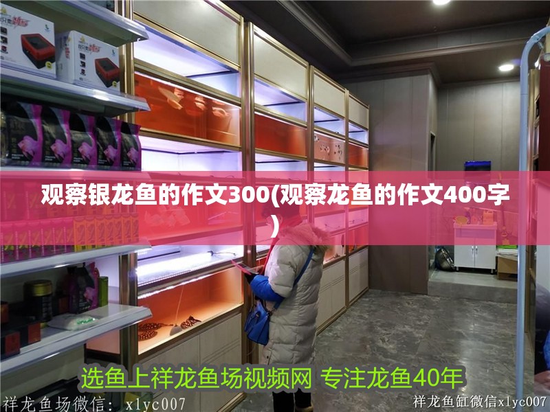 觀察銀龍魚的作文300(觀察龍魚的作文400字)